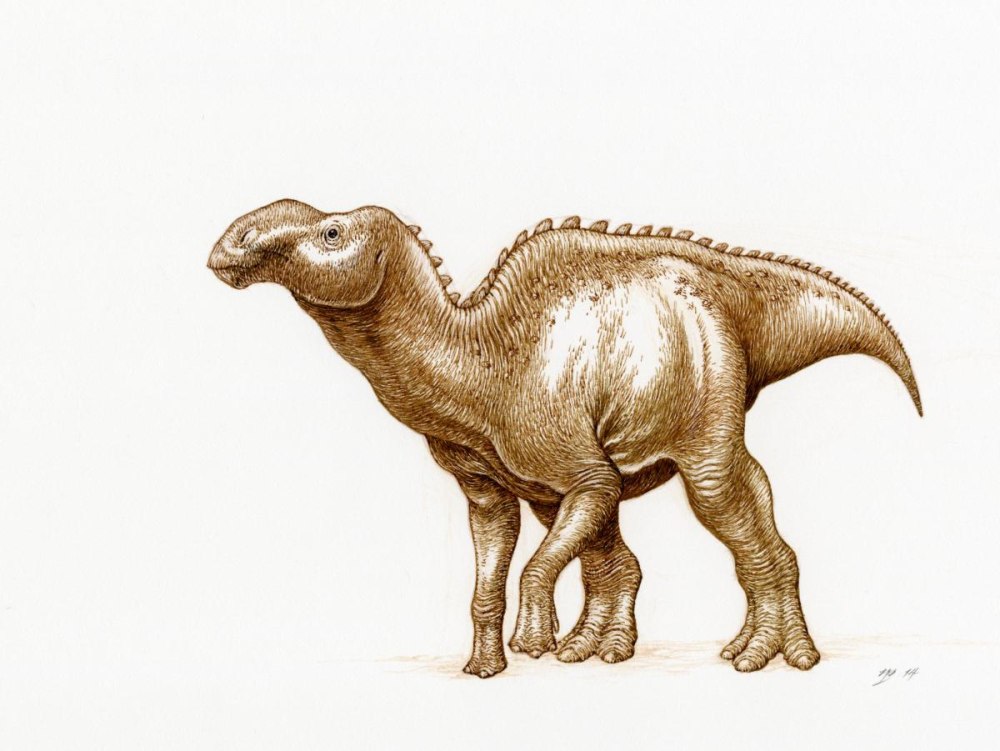 Altirhinus