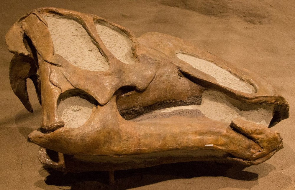 Gryposaurus monumentensis