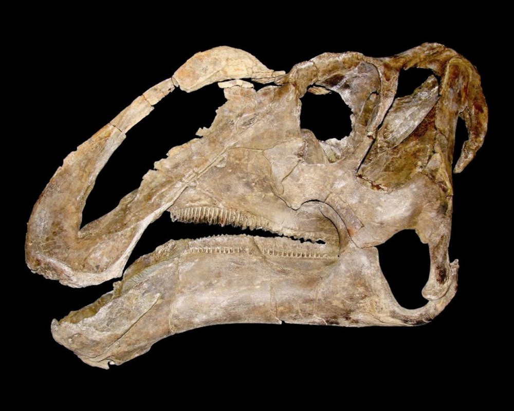 Окаменевшие зубы доисторических животных