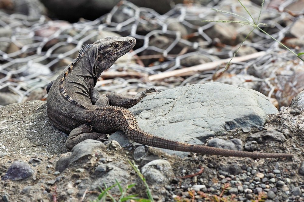 Ctenosaura clarki
