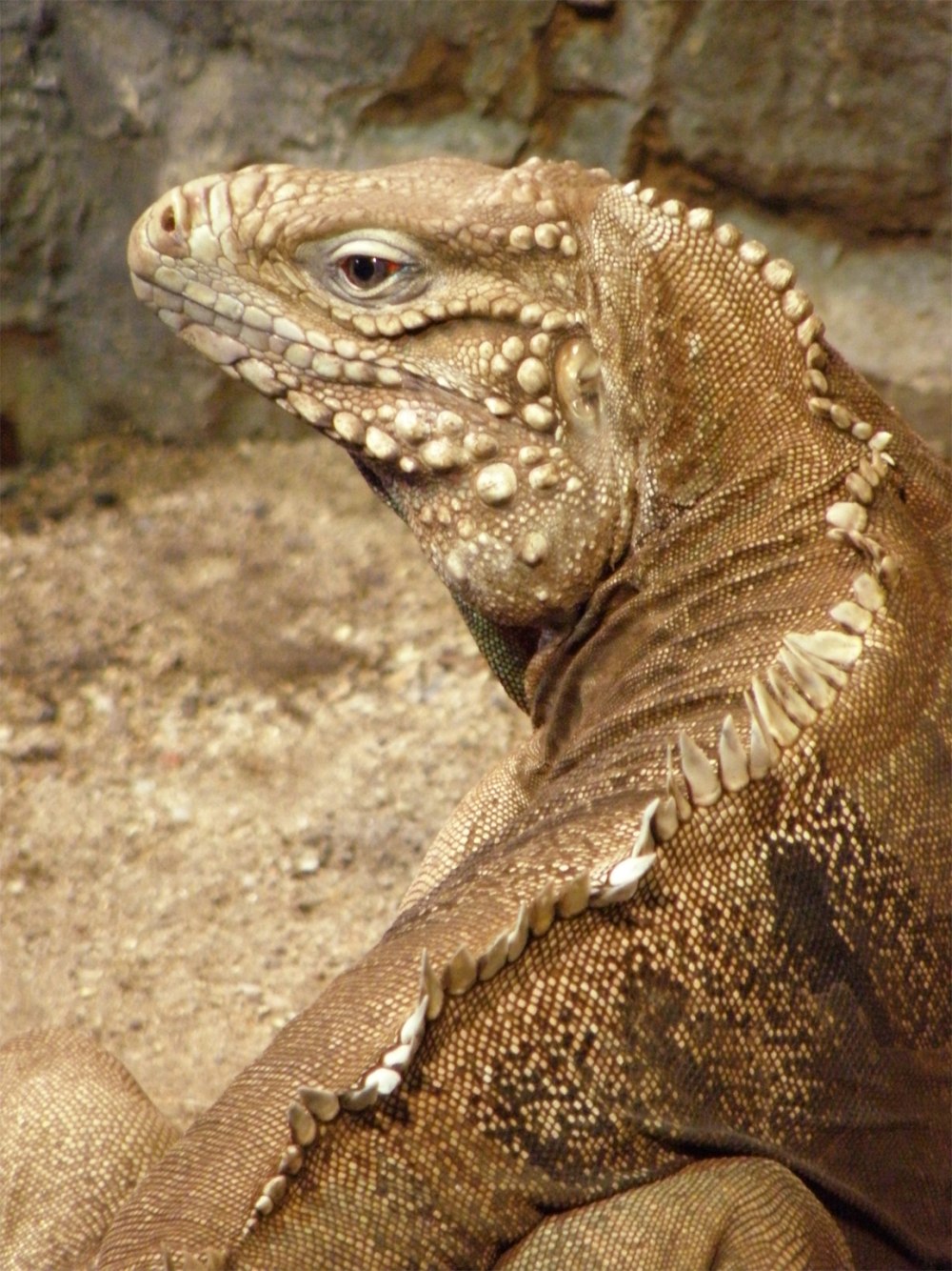 Игуана Cyclura cocllei