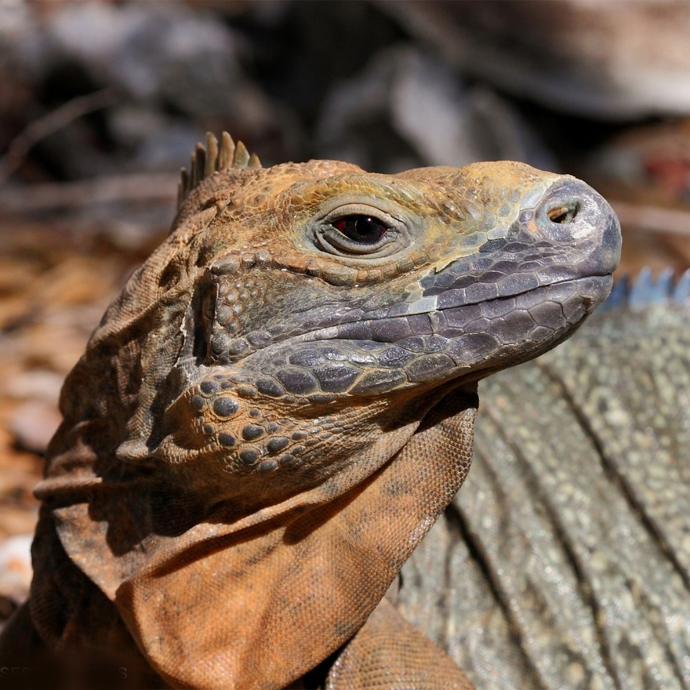 Cyclura collei