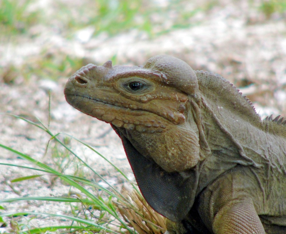 Cyclura cornuta stejnegeri