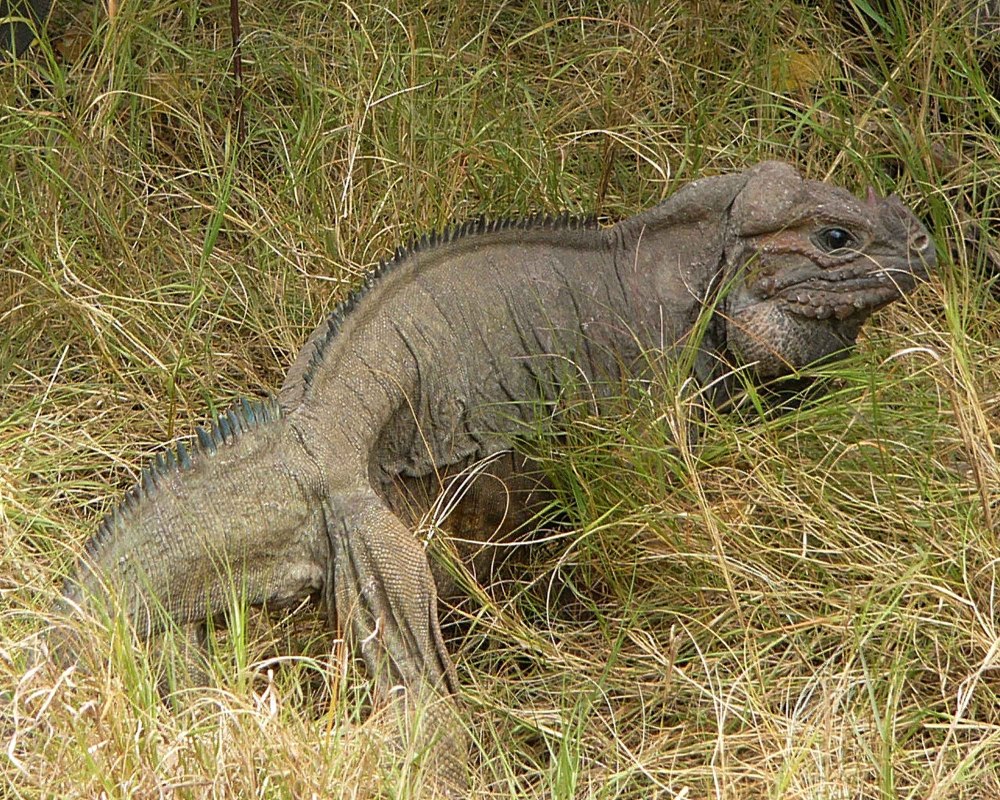 Cyclura cornuta the Reptile database