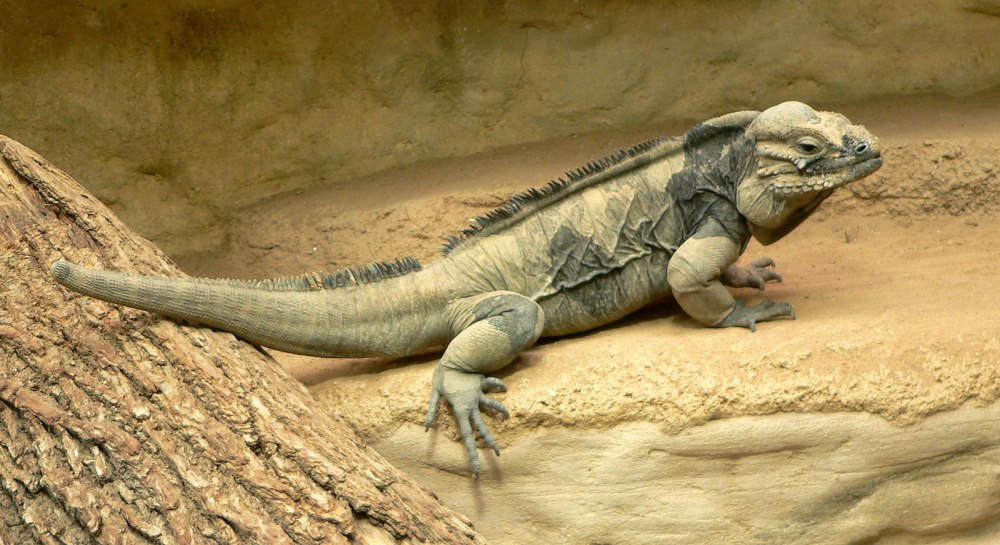 Cyclura collei