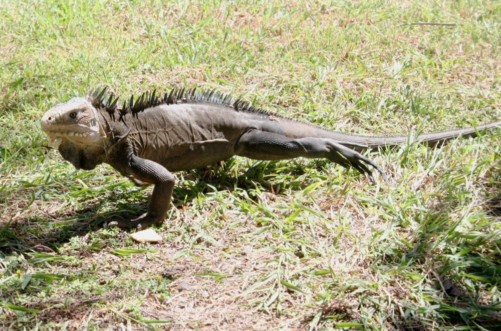 Iguana транскрипция