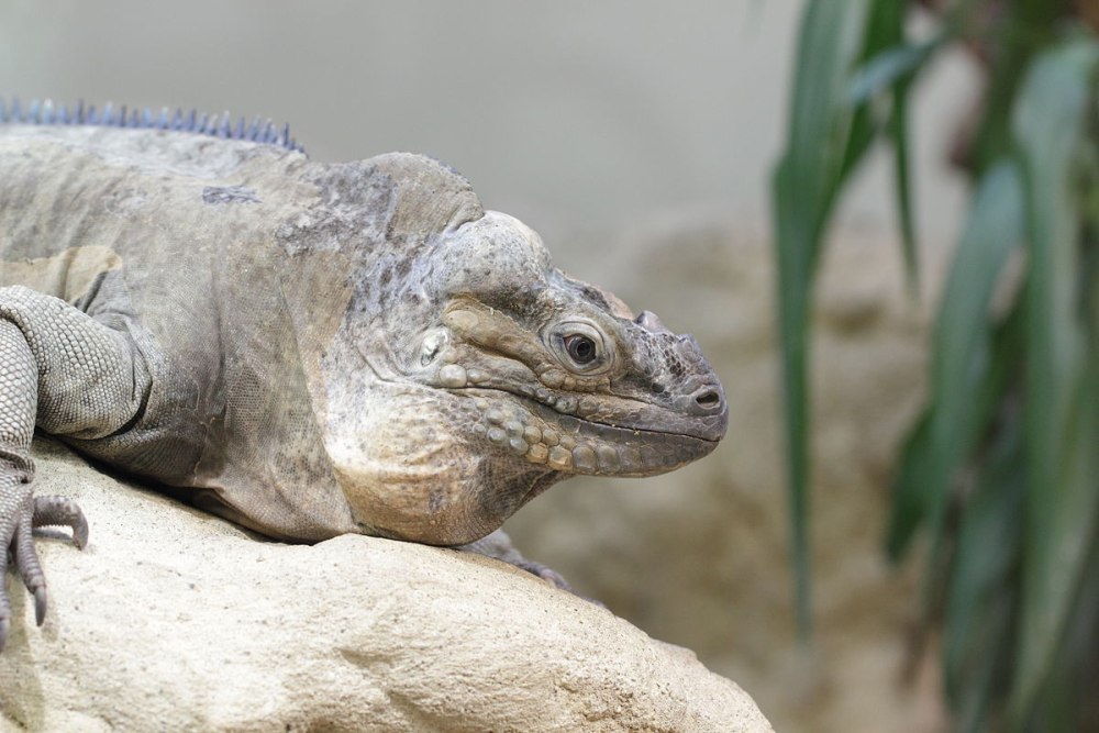 Cyclura cornuta stejnegeri