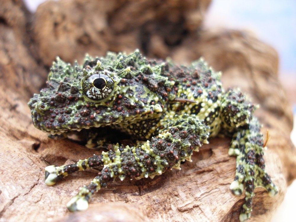 Лишаистый веслоног (Theloderma corticale)