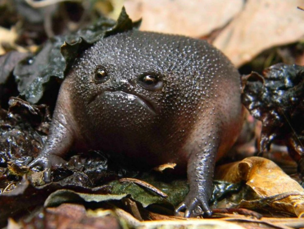Черная дождевая лягушка breviceps fuscus