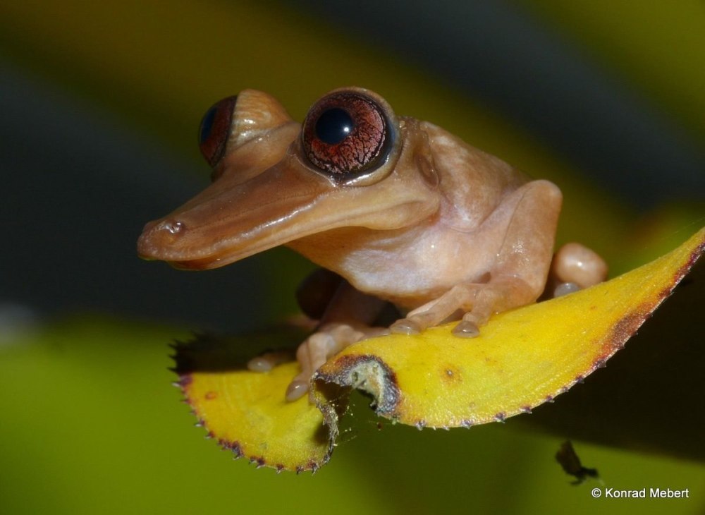 Aparasphenodon Arapapa