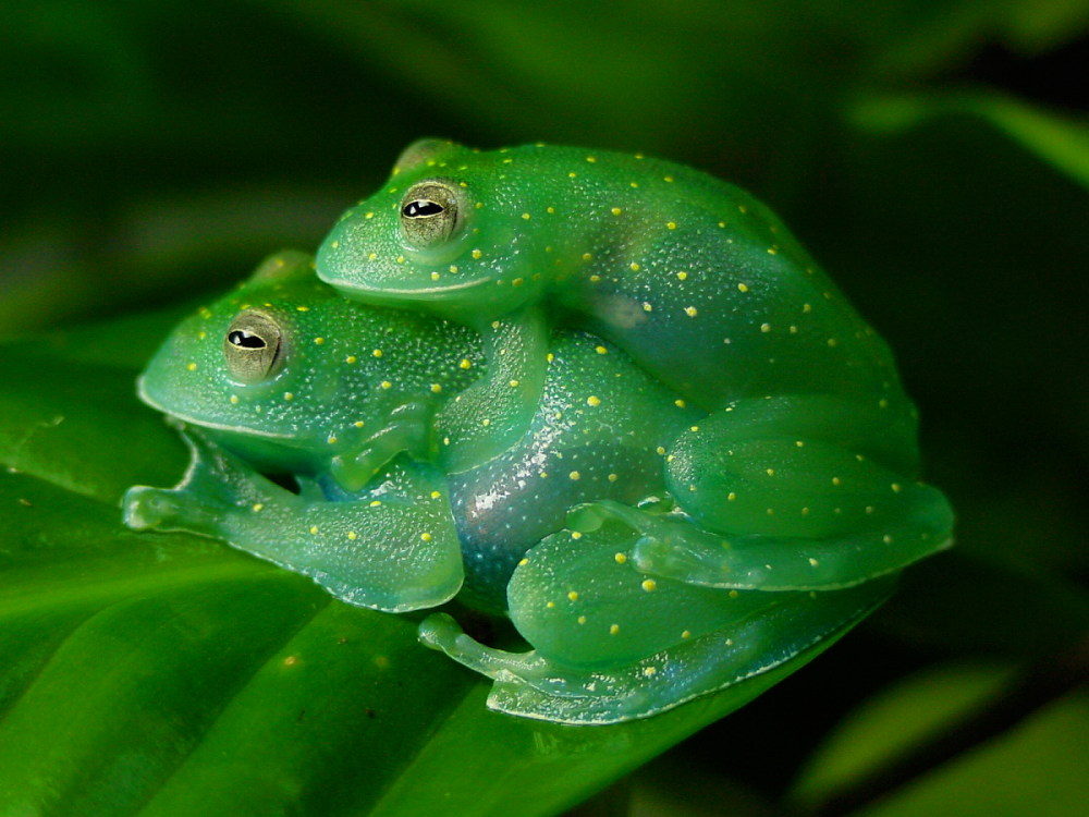 Стеклянная лягушка (Glass Frog)