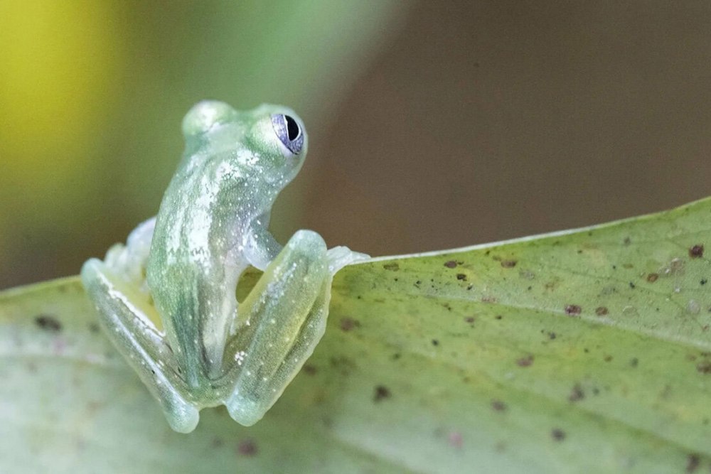 Стеклянные лягушки Centrolenidae