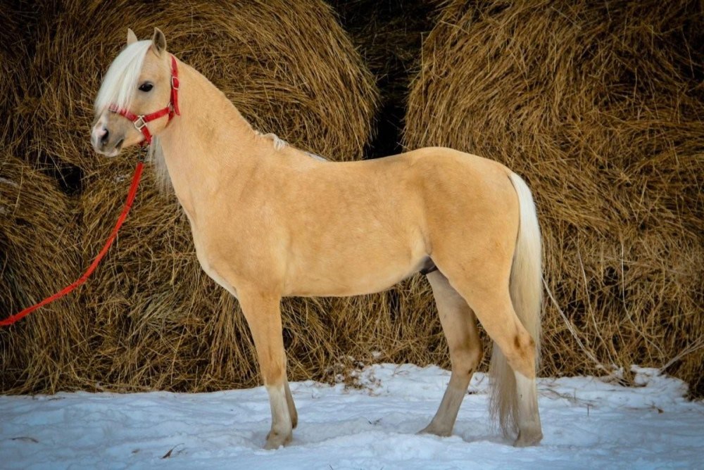 Соловая масть