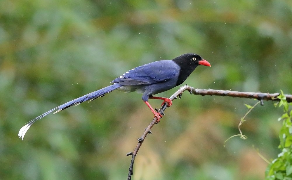 Urocissa caerulea толстоклювая Лазоревая сорока
