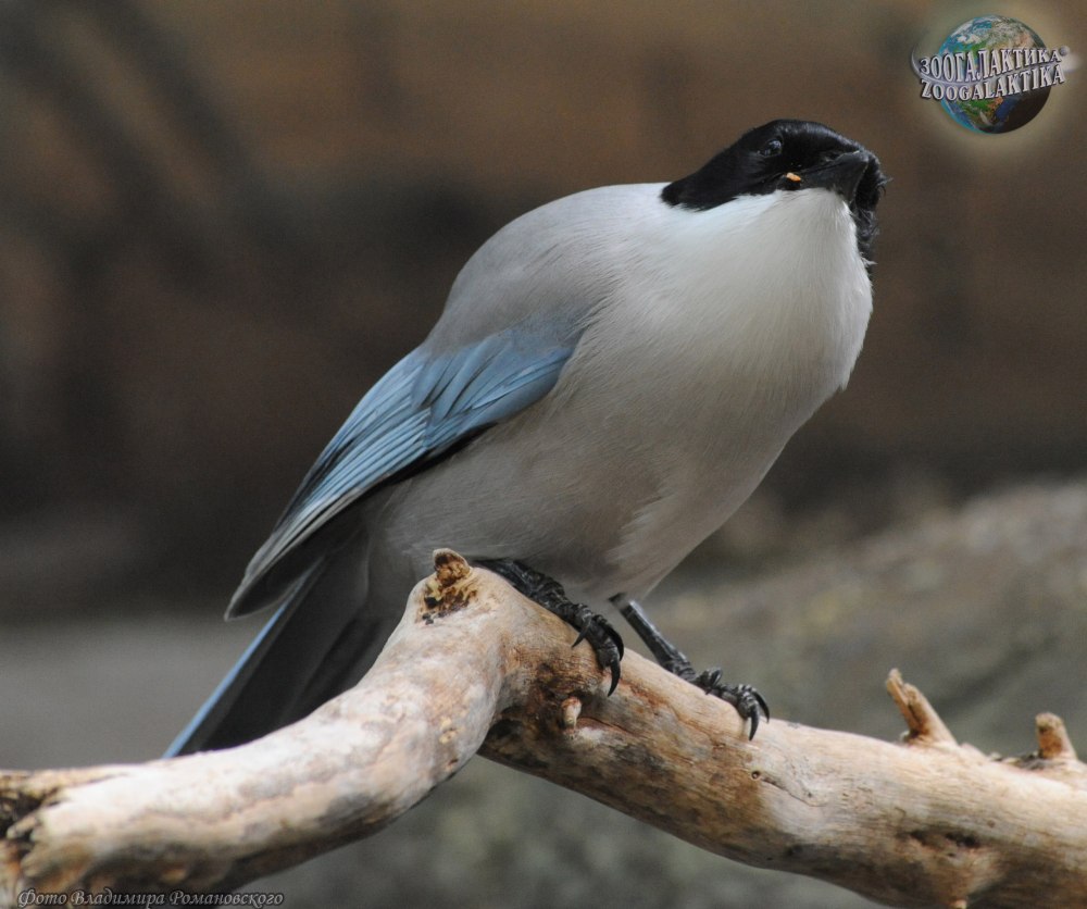 Марки Cyanopica Cyana