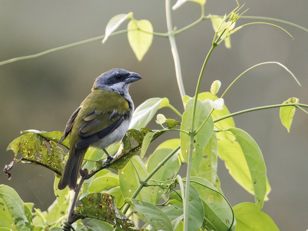 Parkerthraustes humeralis