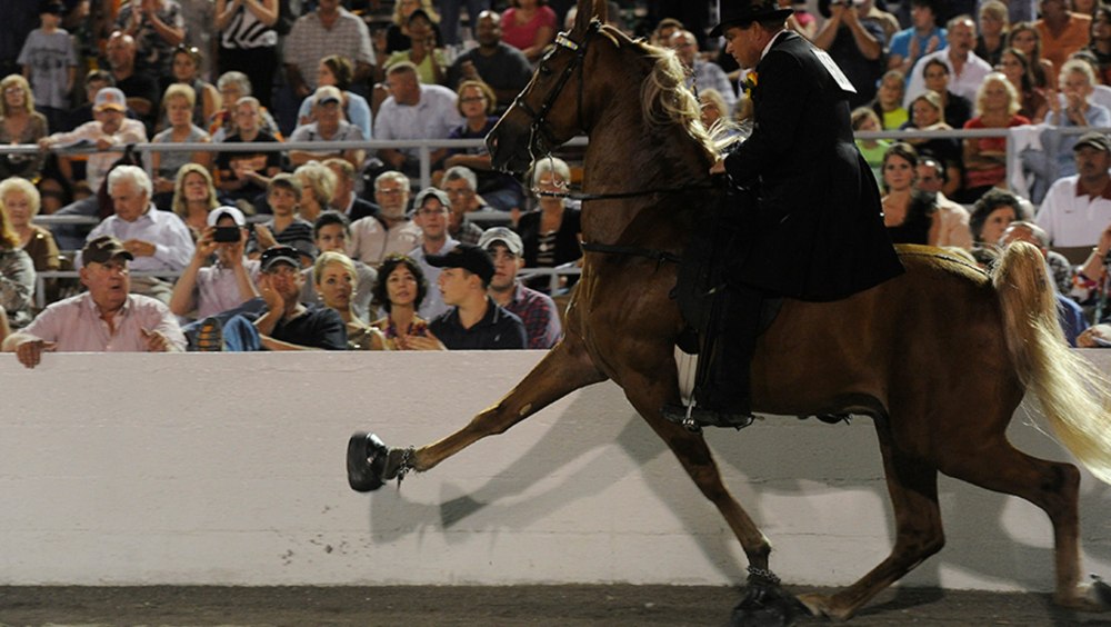 Теннесси Walking Horse