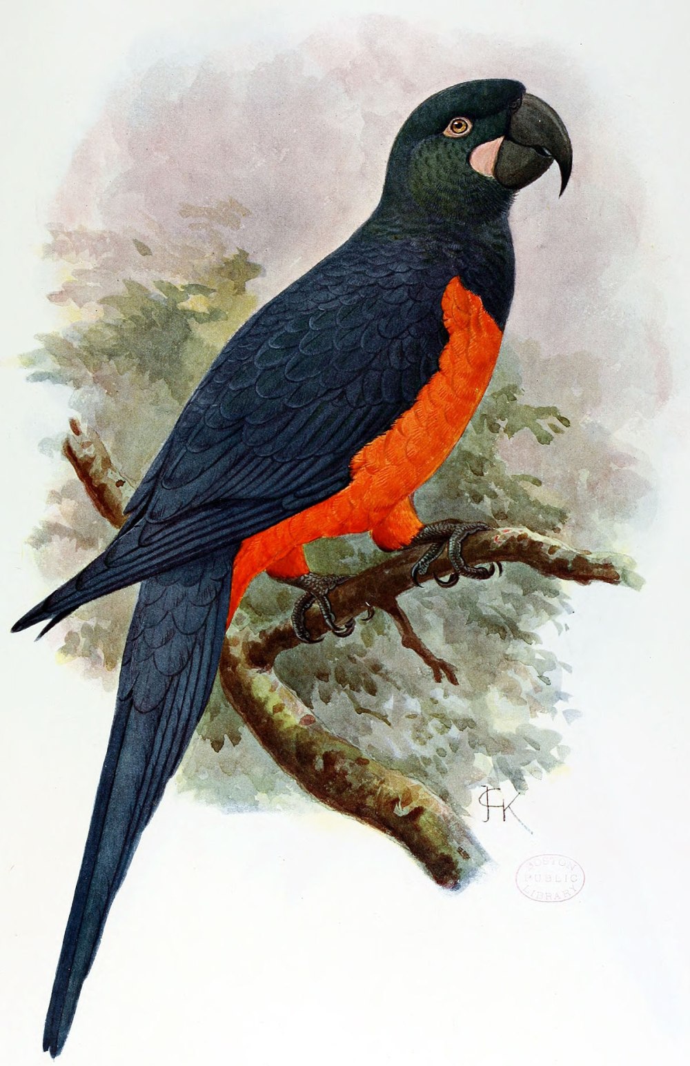 † Мартиникский ара (Ara Martinica)