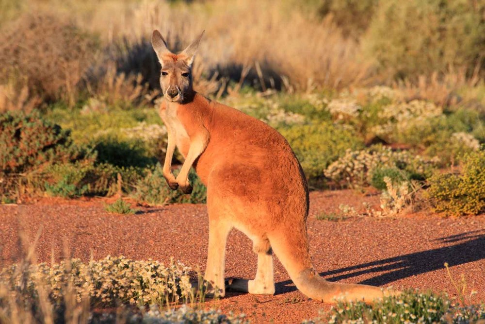Гигантский рыжий кенгуру (Red-Grey Kangaroo)