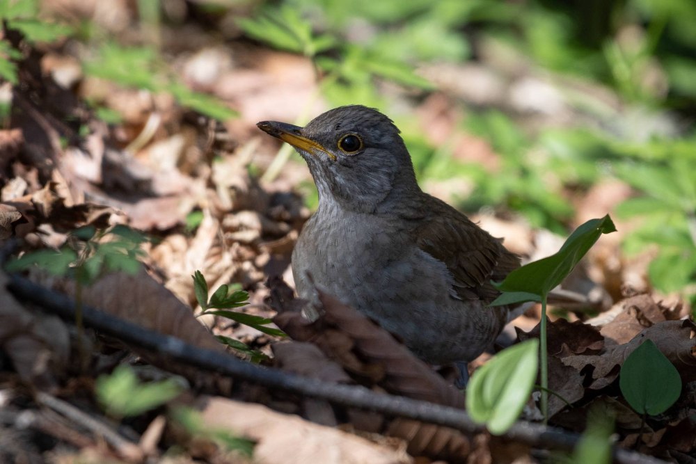 Turdus simillimus