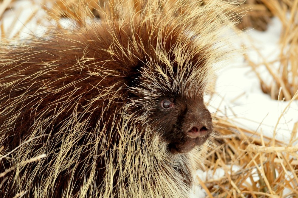 Дикобраз hystrix cristata