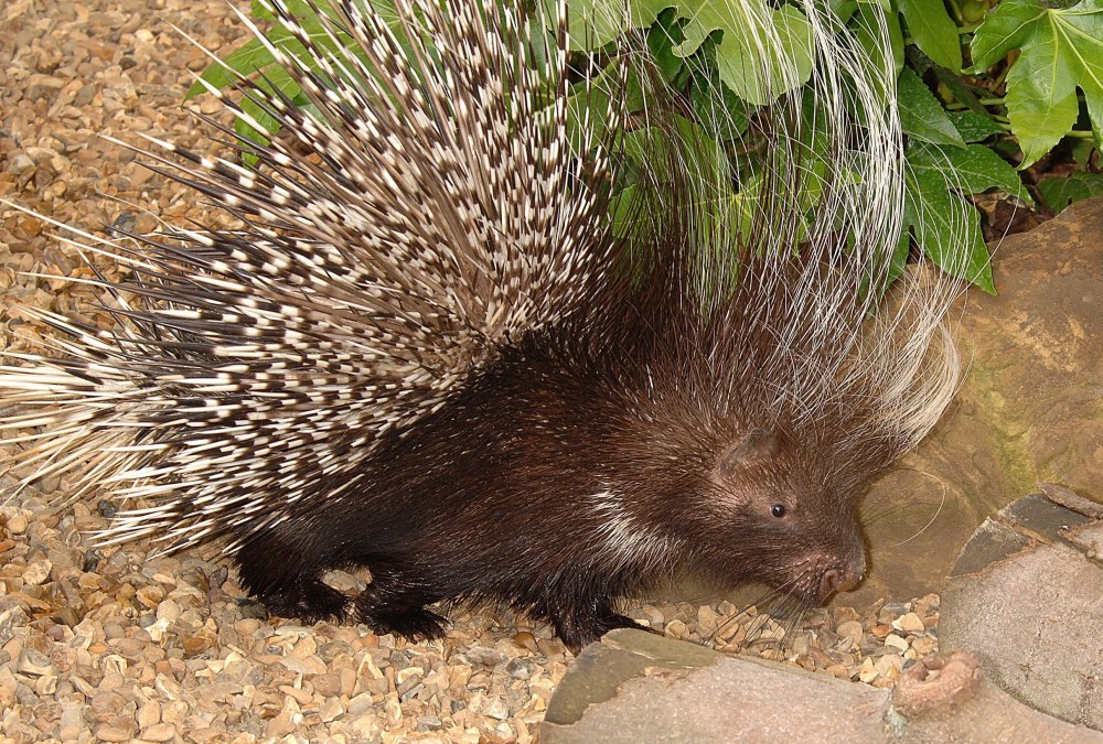 Гребенчатый Дикобраз hystrix cristata