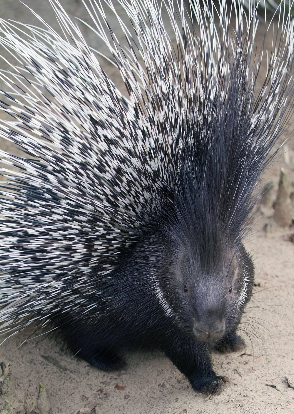 Дикобраз hystrix cristata