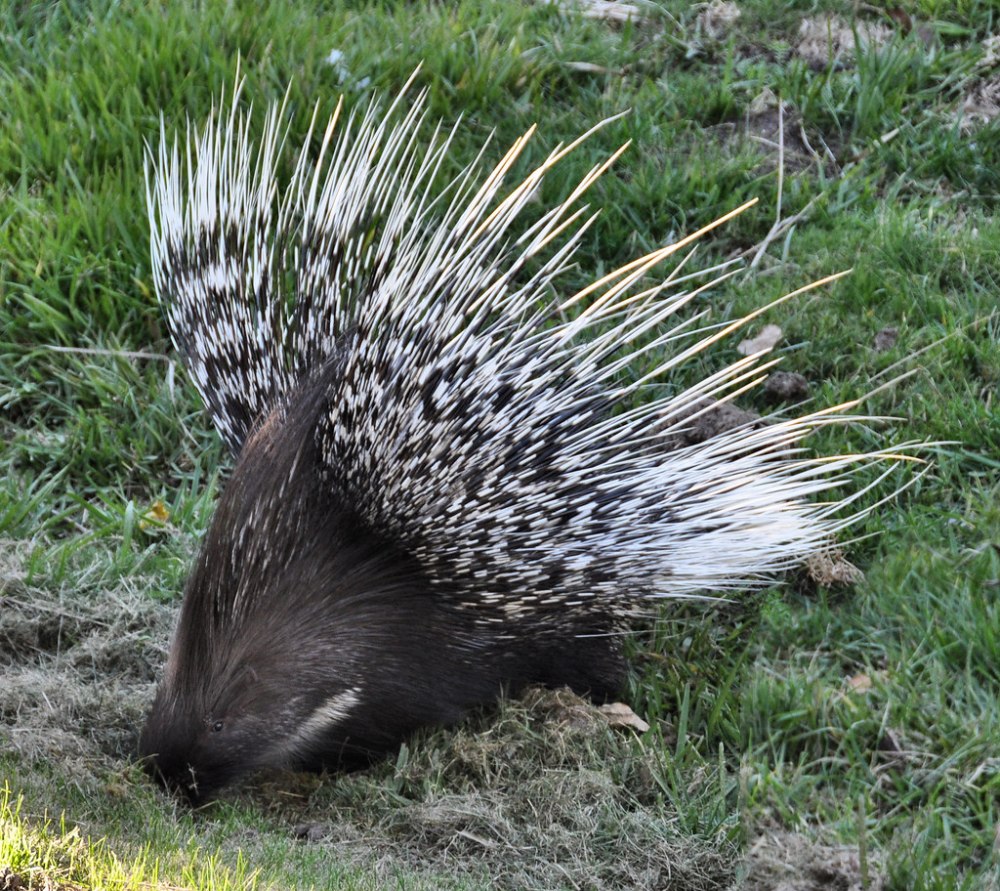 Дикобраз hystrix cristata