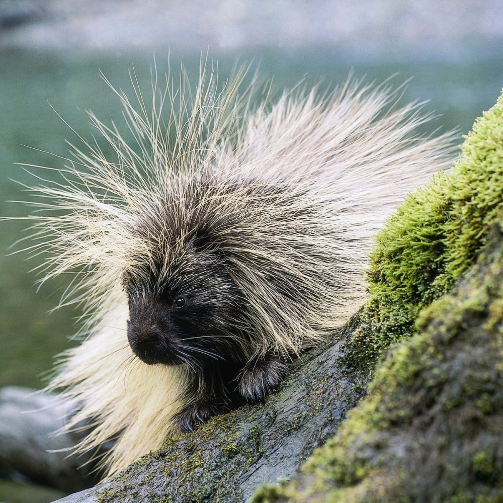 Североамериканский Дикобраз (Erethizon dorsatum)