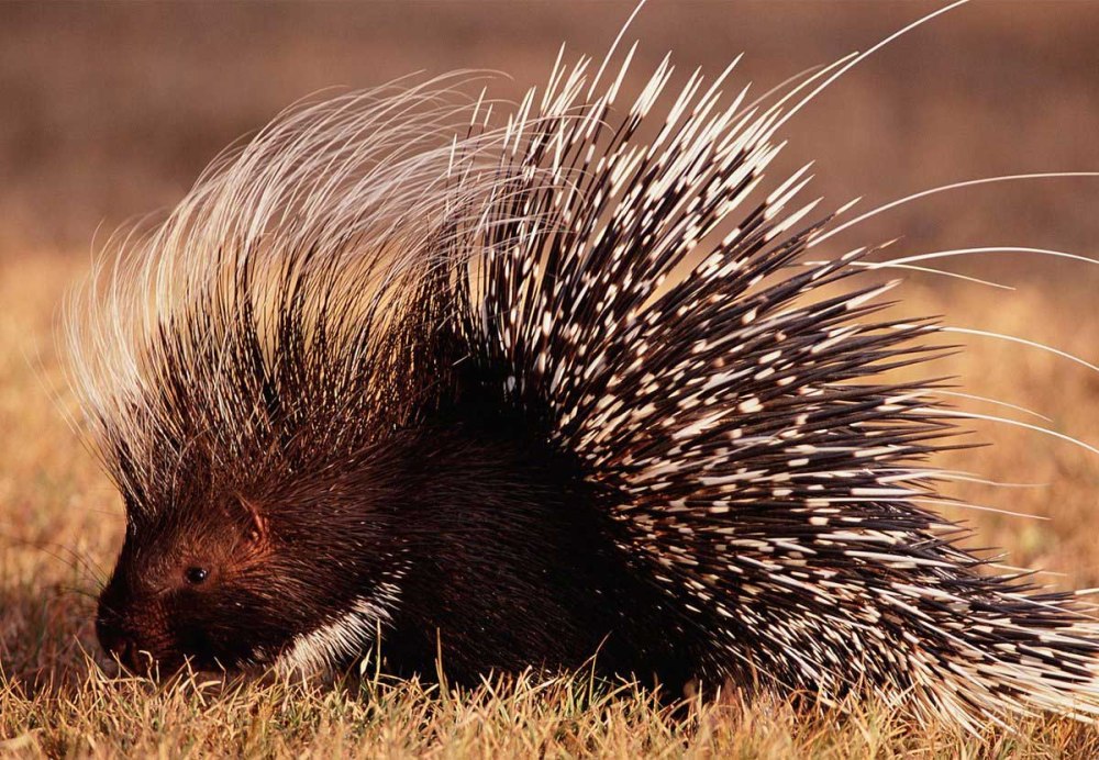 Hystrix cristata