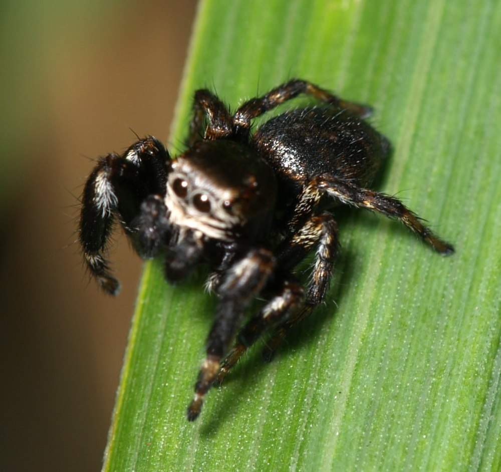 Evarcha arcuata male