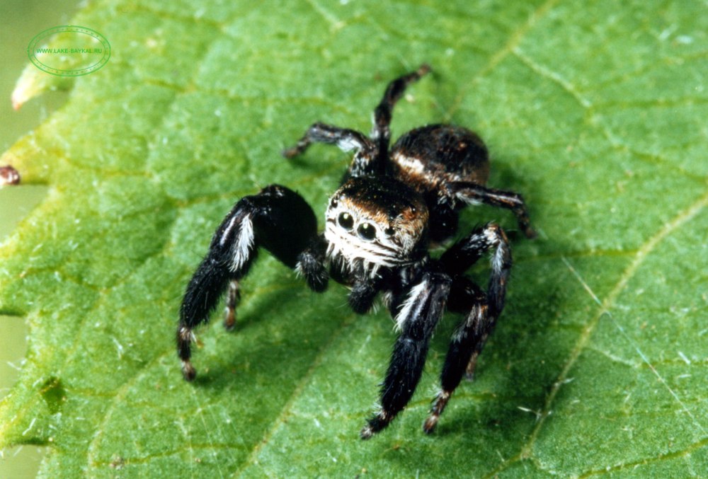 Паук partia