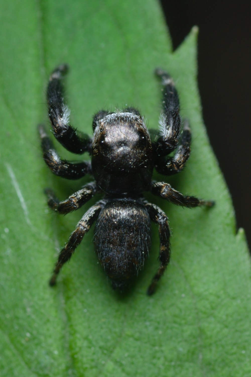 Evarcha arcuata female