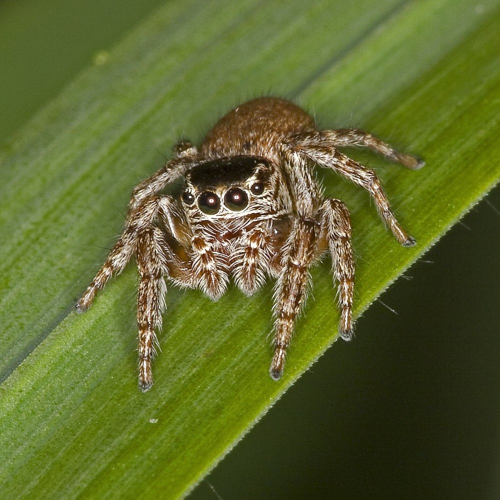 Evarcha culicivora