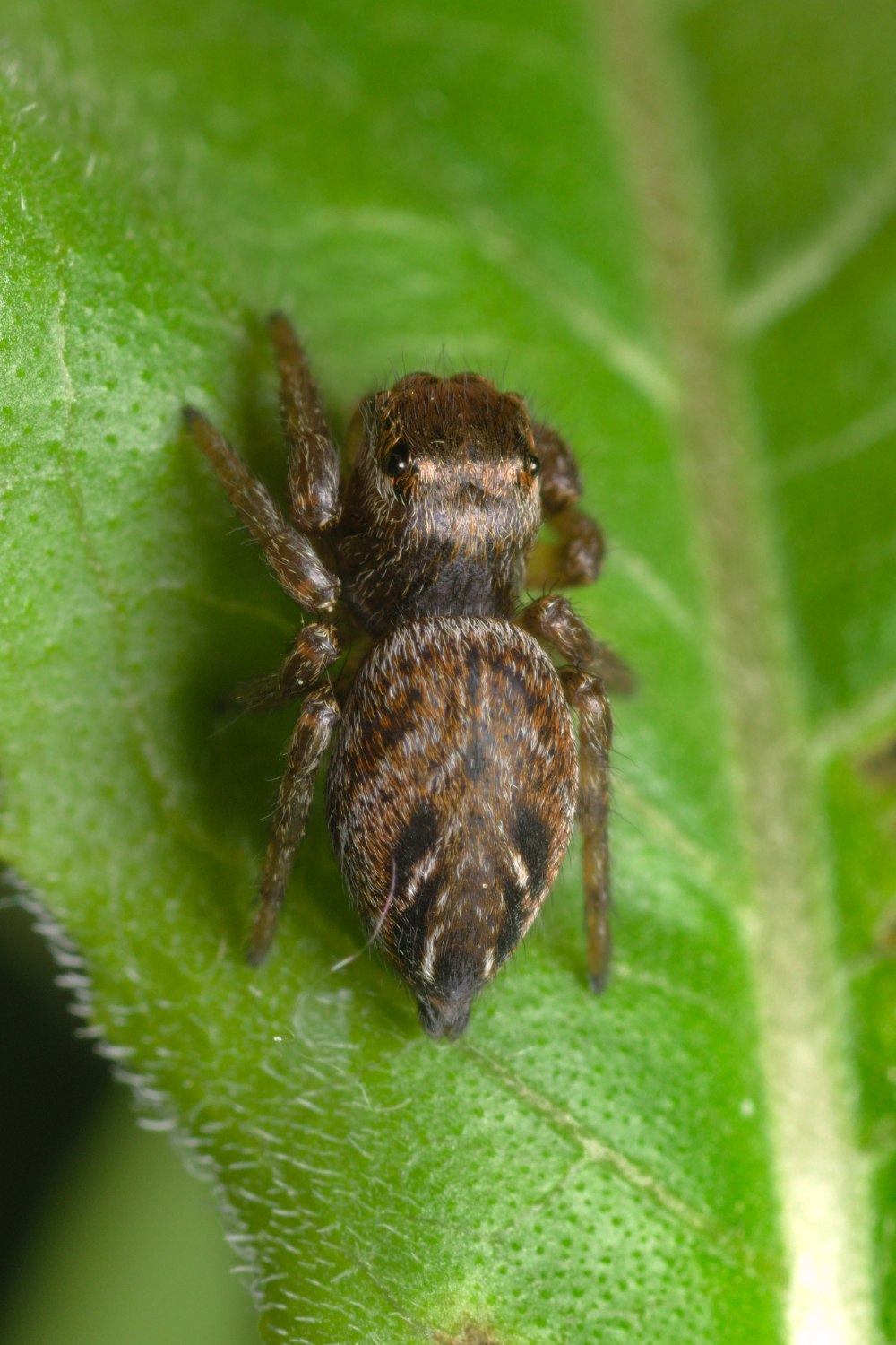 Evarcha arcuata female