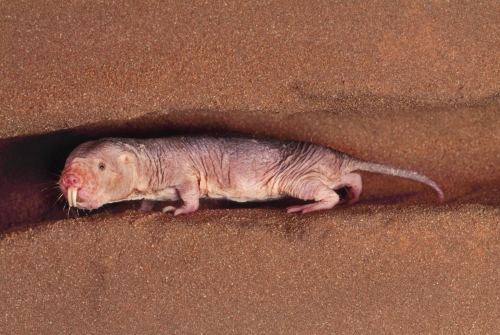 Голый землекоп (Heterocephalus Glaber)