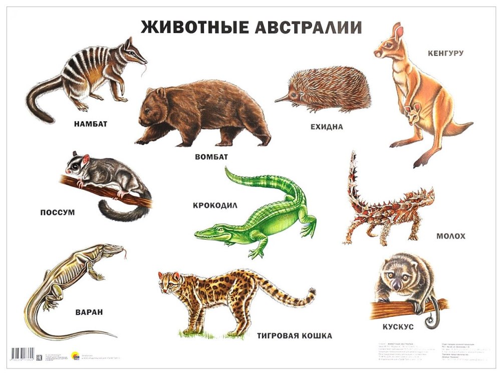 Животные которые живут в Австралии