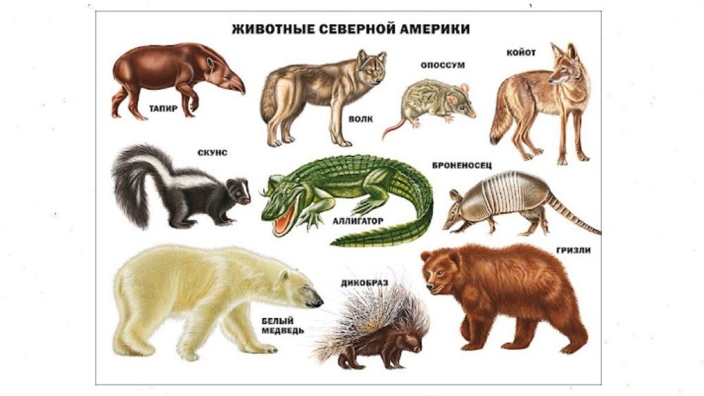 Список животных Северной Америки