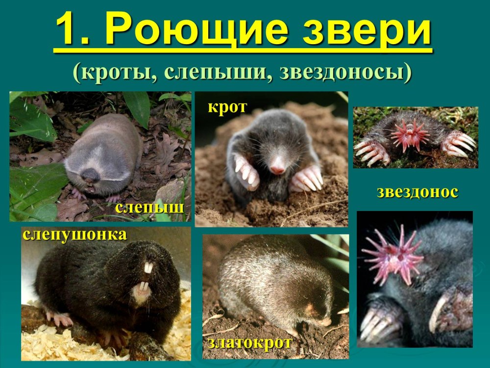 Крот слепыш