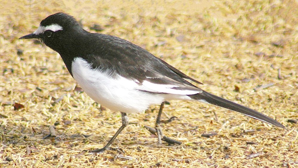 Motacilla Grandis