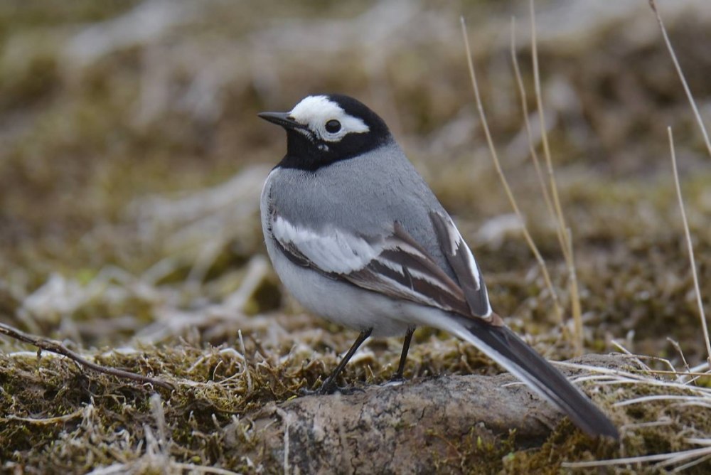 Трясогузка masked Wagtail