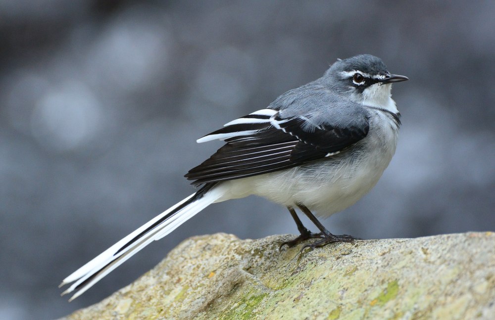 Motacilla Clara