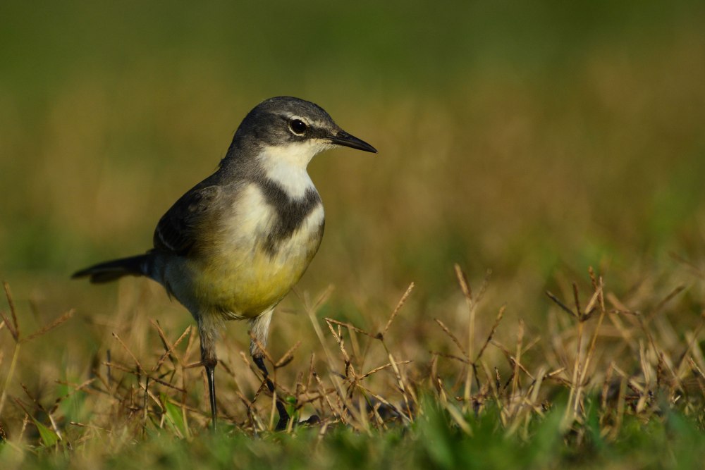 Wagtail перевод