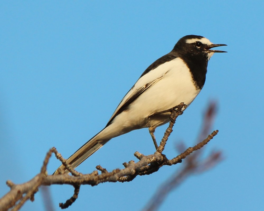 Motacilla Grandis