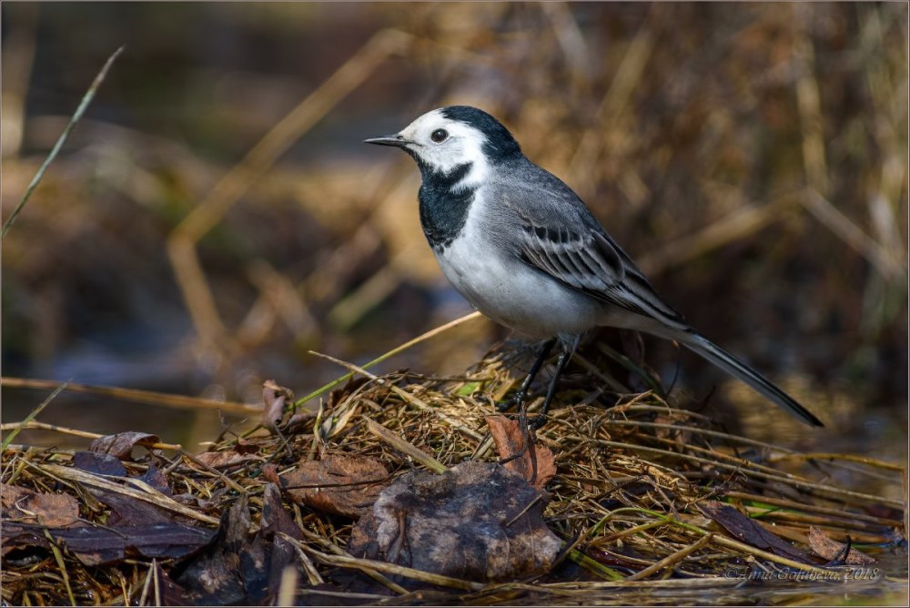 Белая трясогузка Motacilla Alba