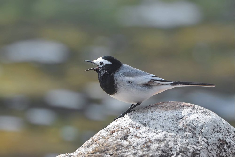 Motacilla personata