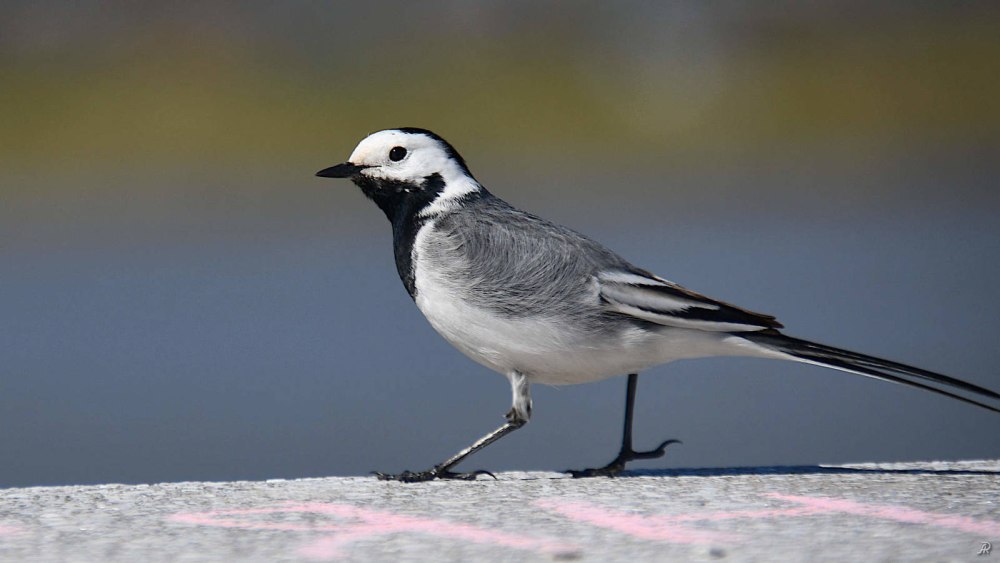 Белая трясогузка Motacilla Alba