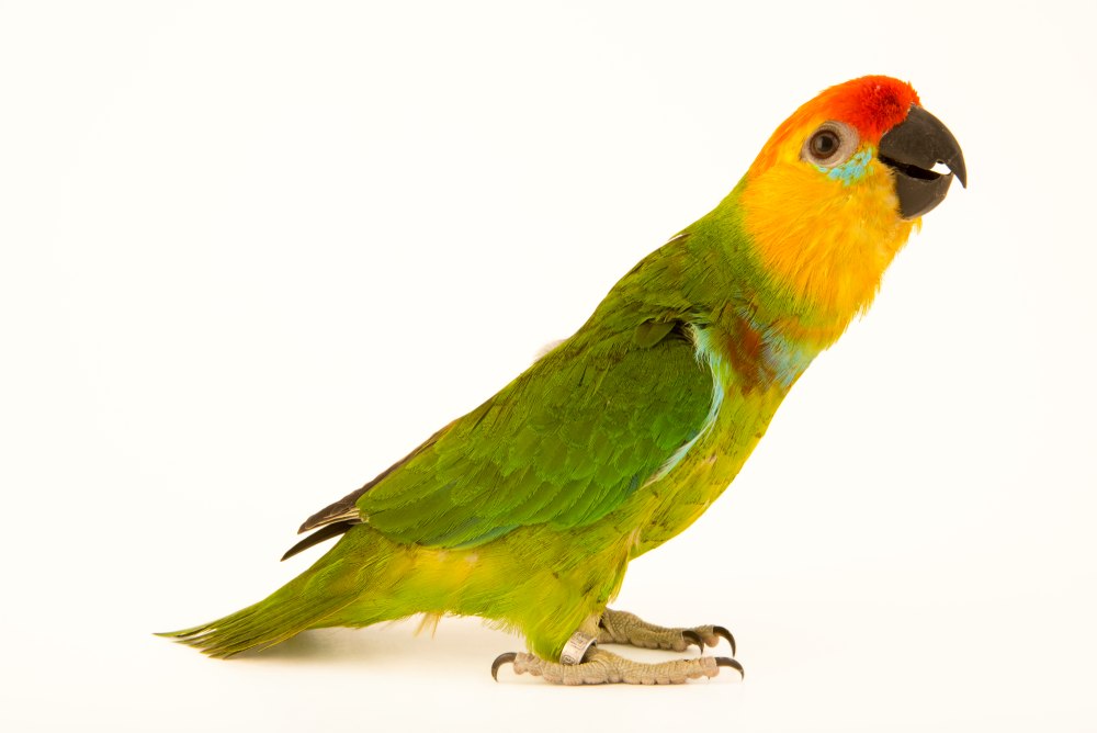 Loro
