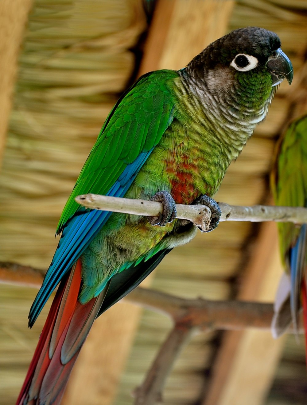 Green Cheek Conure попугай