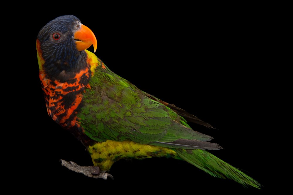 Frinvelebi